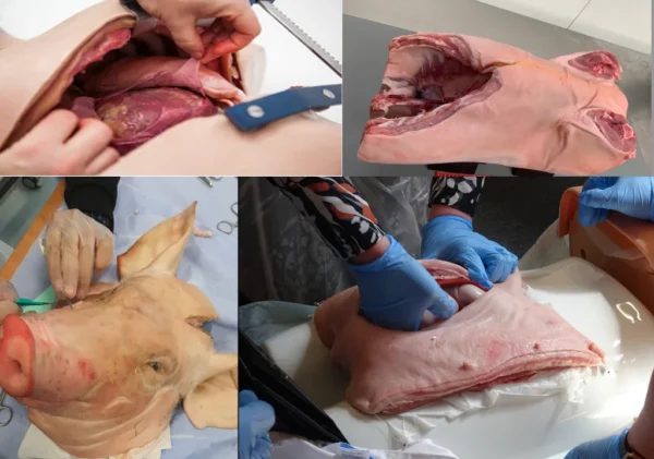 High Acuity, Low Occurrence (HALO) Procedures Course- 13th Jan 2026 - Image 2
